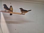 Goudbuikjes ruilen, Meerdere dieren, Tropenvogel, Geringd