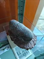 Dinsosaurus fossiel Oviraptor Ei, Ophalen of Verzenden, Fossiel