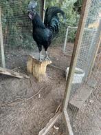 Zeer mooie Cemani haan, Dieren en Toebehoren, Pluimvee, Kip, Mannelijk