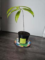 Dracaena stek, Ophalen, Overige soorten, Halfschaduw, In pot