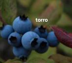 Te koop 8 verschillende soorten Blauwe bessenstruiken, Ophalen of Verzenden, Overige soorten, Volle zon
