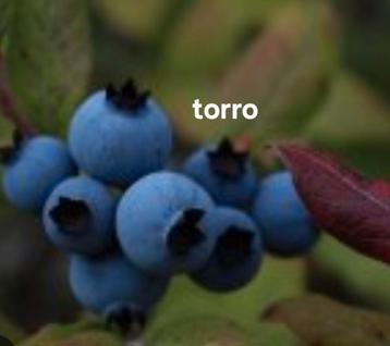 Te koop 8 verschillende soorten Blauwe bessenstruiken  beschikbaar voor biedingen