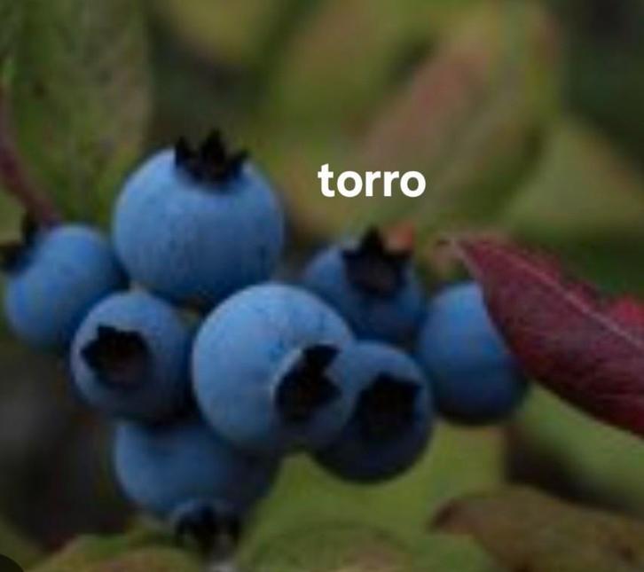 Te koop 8 verschillende soorten Blauwe bessenstruiken, Tuin en Terras, Planten | Tuinplanten, Overige soorten, Volle zon, Ophalen of Verzenden