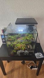 Vissen inclusief bak