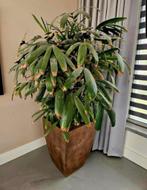 Te koop: prachtige grote kamerplant incl grote pot, Huis en Inrichting, Kamerplanten, Ophalen, Palm, Halfschaduw, In pot