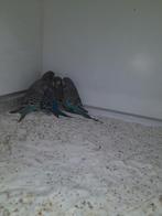 Blackface parkieten, Meerdere dieren, Parkiet, Geringd