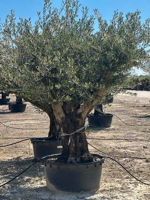 Olijfboom Ramif Hornachuelos 80/100, 230/285lts, Tuin en Terras, Planten | Bomen, Olijfboom, 100 tot 250 cm, Volle zon, Zomer