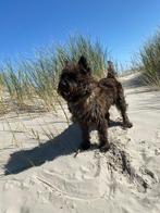 Cairn Terrier, Particulier, Rabiës (hondsdolheid), 3 tot 5 jaar, Reu