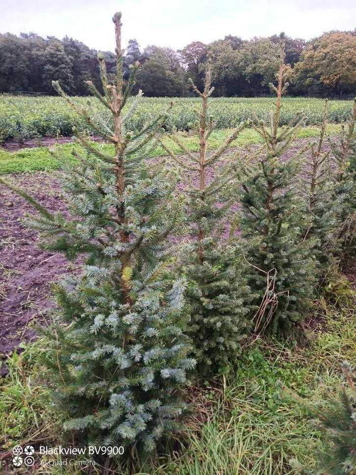 Kerstbomen picea omorika 60 tot 150cm, Tuin en Terras, Planten | Struiken en Hagen, Struik, Overige soorten, Minder dan 100 cm