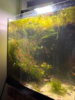 Red cherry shrimp, Dieren en Toebehoren, Vissen | Aquariumvissen, Kreeft, Krab of Garnaal, Zoetwatervis