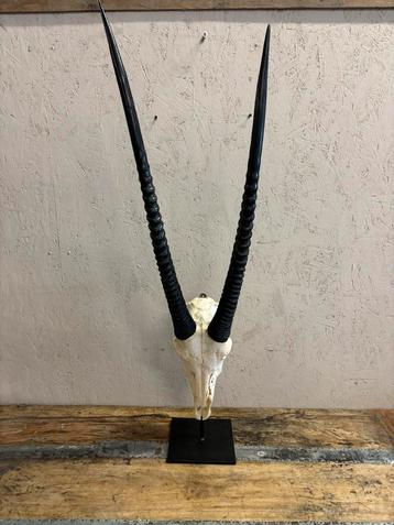Mooie Oryx schedel (op statief)