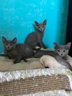 BLAUW RUS KATERS met STAMBOOM, Dieren en Toebehoren, Kater, Gechipt, 0 tot 2 jaar
