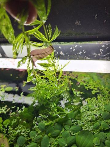 aquariumplant water pest mooie lange stengels kan koud/warm beschikbaar voor biedingen
