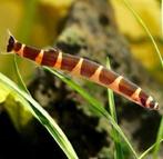 Pangio kuhlii myersi, Dieren en Toebehoren, Vis, Zoetwatervis