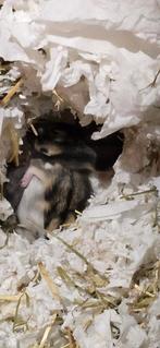 Dwerghamster, Dieren en Toebehoren, Knaagdieren, Hamster, December, Geslacht onbekend, Tam