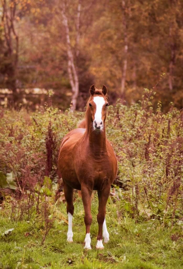 20 jarige c-pony Welsh te koop, Dieren en Toebehoren, Pony's, Merrie, Zadelmak, C pony (1.27m tot 1.37m), Recreatiepony, 11 jaar of ouder