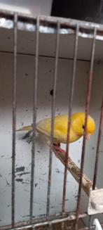 waterslagers, Meerdere dieren, Zangkanarie