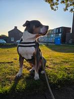 Bully zoekt nieuw huis️, 6 jaar of ouder, Reu, Groot, Eén hond