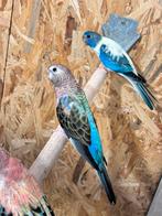 Bourke pop uit blauw “23, Dieren en Toebehoren, Vogels | Parkieten en Papegaaien, Vrouwelijk, Parkiet, Geringd