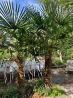 Mexicaanse waaierpalm 230-250cm, Tuin en Terras, Planten | Bomen, 100 tot 250 cm, Zomer, Palmboom, Ophalen