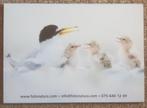 Kaartenset Nederlandse vogels; 12 vogelkaarten van Foto Natu, Nieuw, Ophalen