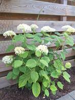 Hortensia Strong Annabelle, Vaste plant, Halfschaduw, Zomer, Ophalen