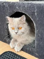 British Shorthair Kittens Looking for a Loving Home!, Dieren en Toebehoren, Meerdere dieren, Ontwormd, 0 tot 2 jaar