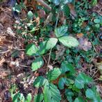 Bramen zonder doornen met extra lange vruchten, Ophalen, Overige soorten, Struik, 100 tot 250 cm