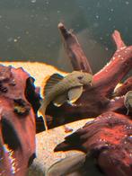 L047 pleco, mooi