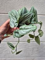 Scindapsus Kalimantan p12