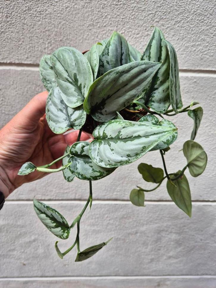 Scindapsus Kalimantan p12, Huis en Inrichting, Kamerplanten, Overige soorten, Minder dan 100 cm, Ophalen of Verzenden