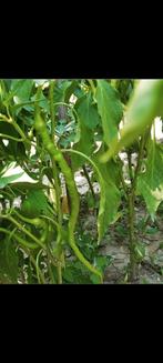 # Plant Aubergine Tomaat KOMKOMMER Paprika Biber aci Tatli