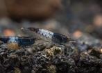 Pre order: Black Rili Neocaridina garnaal - garnalen, Kreeft, Krab of Garnaal