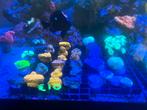 Koraal stekjes voor hobbyprijzen, Dieren en Toebehoren, Vissen | Aquaria en Toebehoren, Ophalen