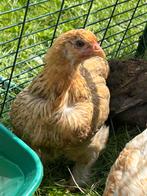 Uitzoeken hen kuikens!, Dieren en Toebehoren, Pluimvee, Meerdere dieren, Kip
