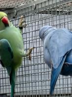 Kweekstel halsband parkieten  23, Dieren en Toebehoren, Vogels | Parkieten en Papegaaien, Meerdere dieren, Parkiet, Tam