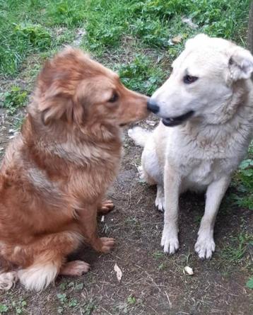 Liza en lola klaar voor adoptie. 