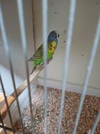 Pkoppel grasparkieten, Dieren en Toebehoren, Meerdere dieren, Parkiet