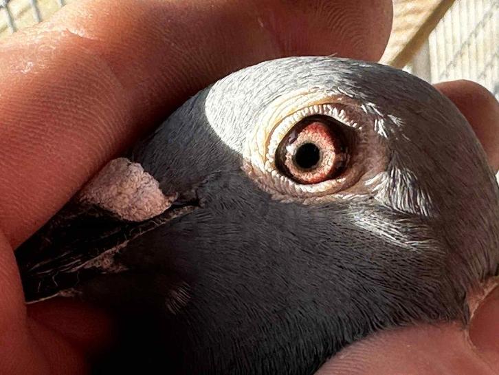 Perfecte Postduif, Dieren en Toebehoren, Vogels | Duiven, Postduif, Vrouwelijk