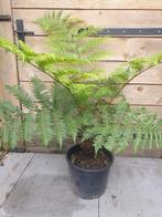 Dicksonia antarctica boomvaren, Ophalen, Overige soorten, Volle zon