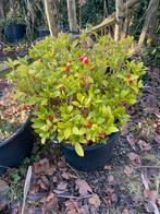 Skimia grote plant in boom bak mooie groen blijvende plant