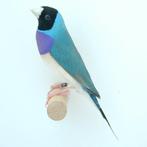 Gezocht : onverwant koppel Blauwe Gouldamadine, Meerdere dieren, Tropenvogel, Geringd