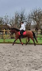 Lieve New Forest merrie, Dieren en Toebehoren, Pony's, Merrie, Gechipt, Dressuurpony, L