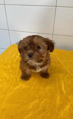 Boomer pups maltezer shih tzu lhasa apso teckel puppy hond, Dieren en Toebehoren, Honden | Chihuahua's en Gezelschapshonden, Nederland