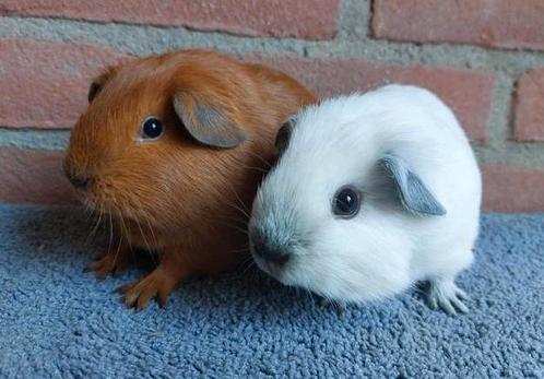 Lief koppeltje california baby cavia's, Dieren en Toebehoren, Knaagdieren, Mannelijk, Cavia, Voor 1 juli 2024