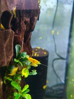 Gele garnalen, Dieren en Toebehoren, Vissen | Aquariumvissen, Kreeft, Krab of Garnaal, Zoetwatervis, Schoolvis