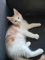 Maine coon kittens, Dieren en Toebehoren, Katten en Kittens | Raskatten | Langhaar, Meerdere dieren, Gechipt, 0 tot 2 jaar