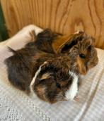 Twee jonge cavia mannetjes peruvian x borstel, Dieren en Toebehoren, Oktober, Mannelijk, Cavia