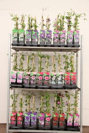** Bloeiende Klimplanten** Clematis Lonicera Wisteria Akebia beschikbaar voor biedingen