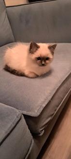 Ragdoll blue mittted poesje 14 weken, mag verhuizen, Dieren en Toebehoren, Katten en Kittens | Raskatten | Langhaar, Poes, Gechipt